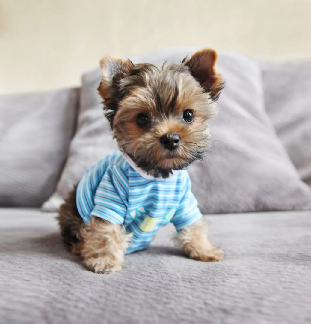 Yorkie-puppy-wearing-blue-striped-shirt-sitting-on-bed-1200-1038x1080.jpg